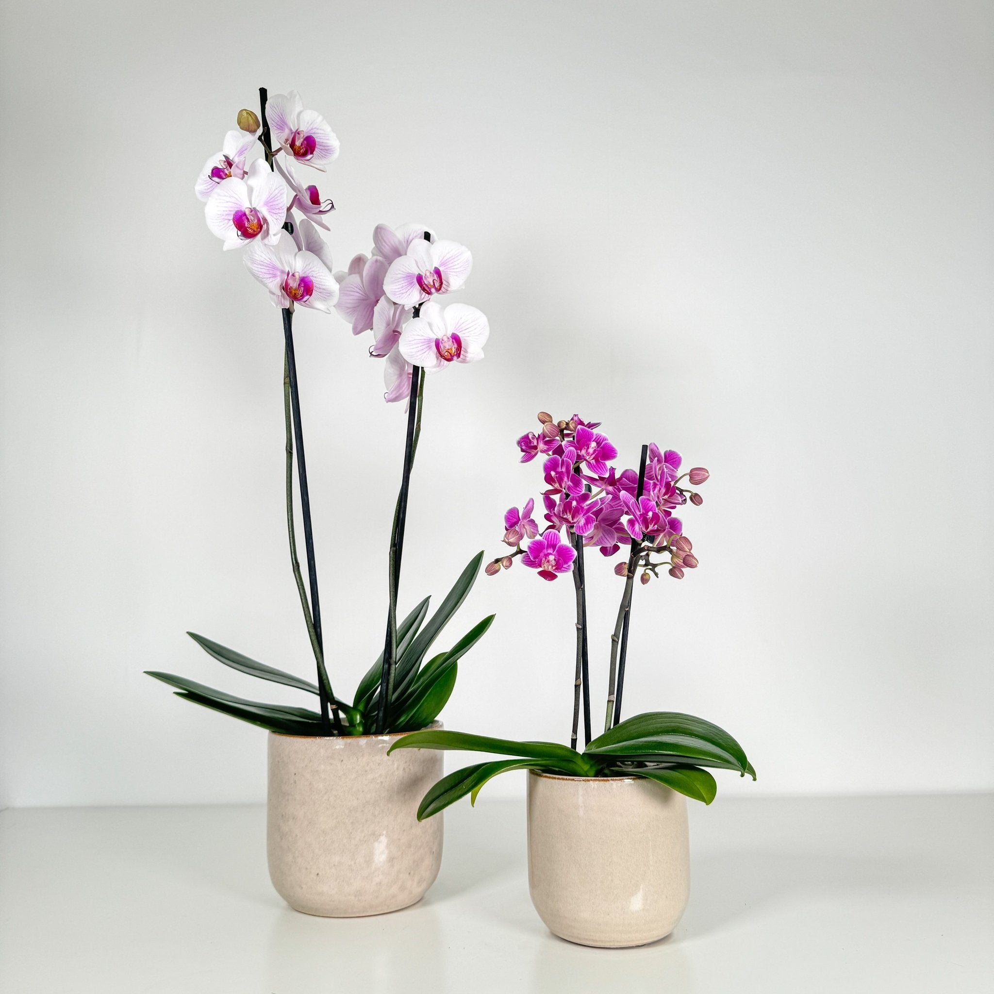 The Collectors: Duo - Love Orchids