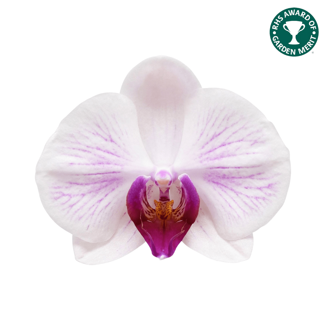 The Collectors: Duo - Love Orchids