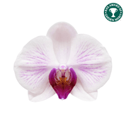 The Collectors: Duo - Love Orchids