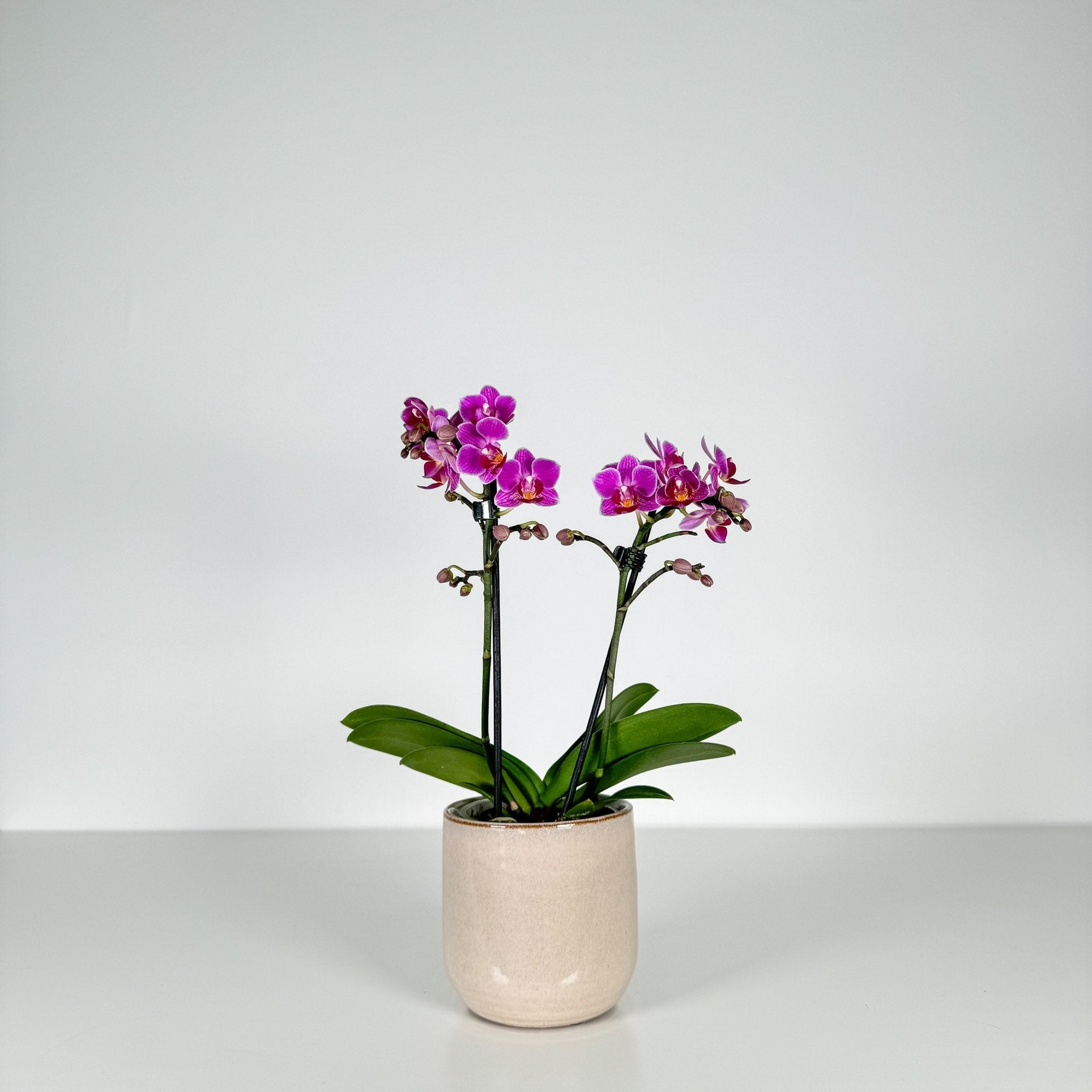 The Collectors: Duo - Love Orchids