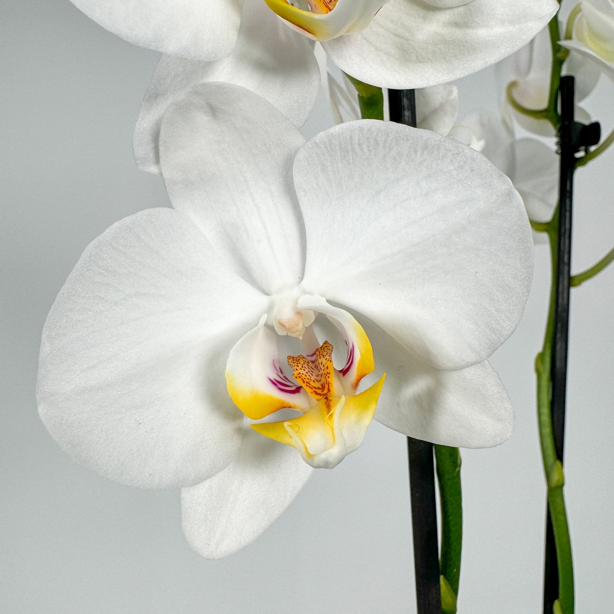 The Collectors: Folkestone - Love Orchids