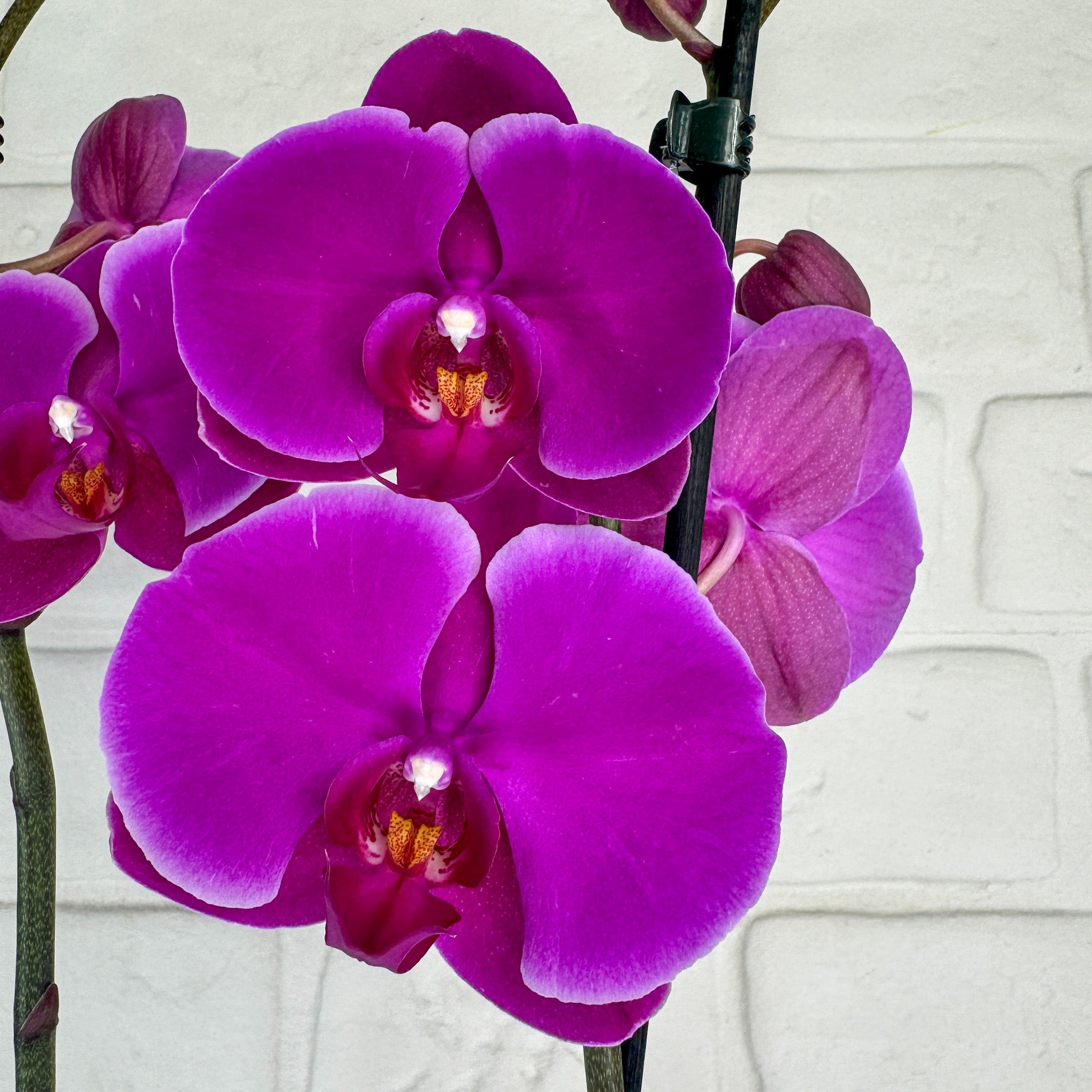 The Collectors: Joyride - Love Orchids