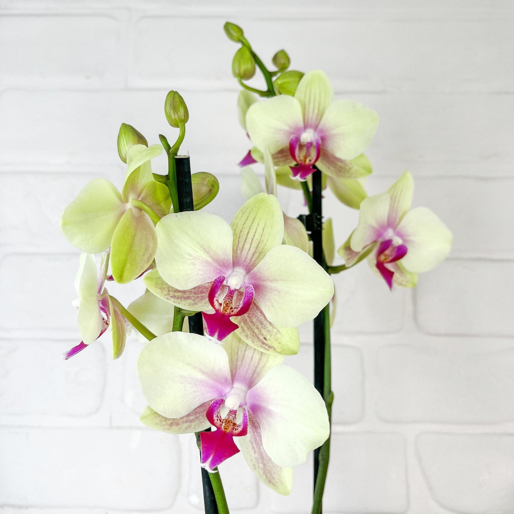 The Collectors: Lime Blush - Love Orchids