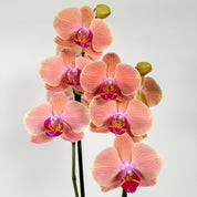 The Collectors: Maribor - Love Orchids