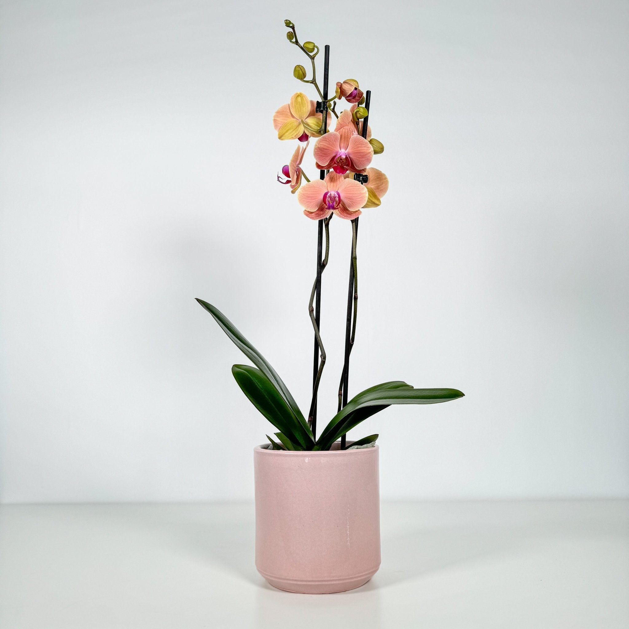 The Collectors: Maribor - Love Orchids