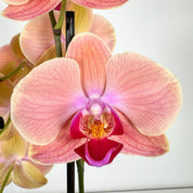 The Collectors: Maribor - Love Orchids