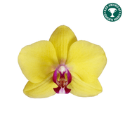 The Collectors: Modena - Love Orchids