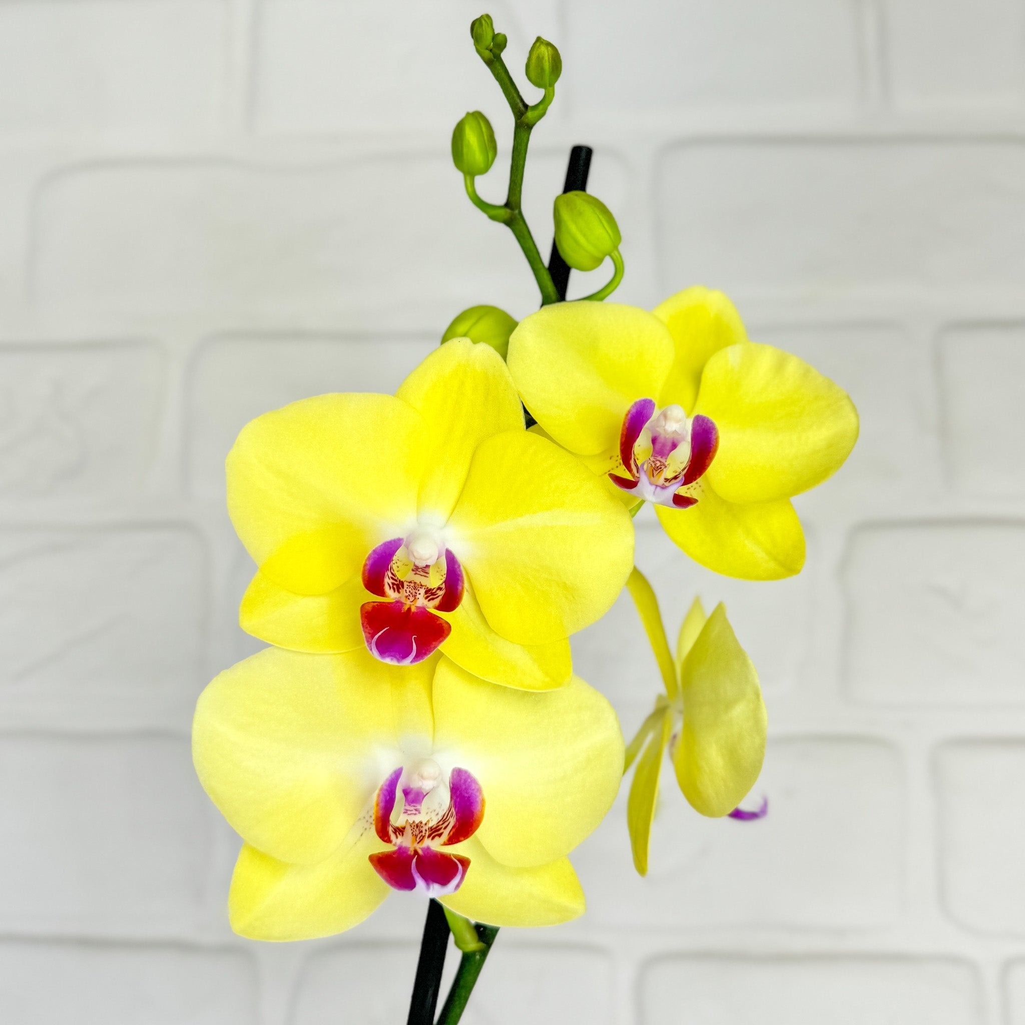 The Collectors: Modena - Love Orchids