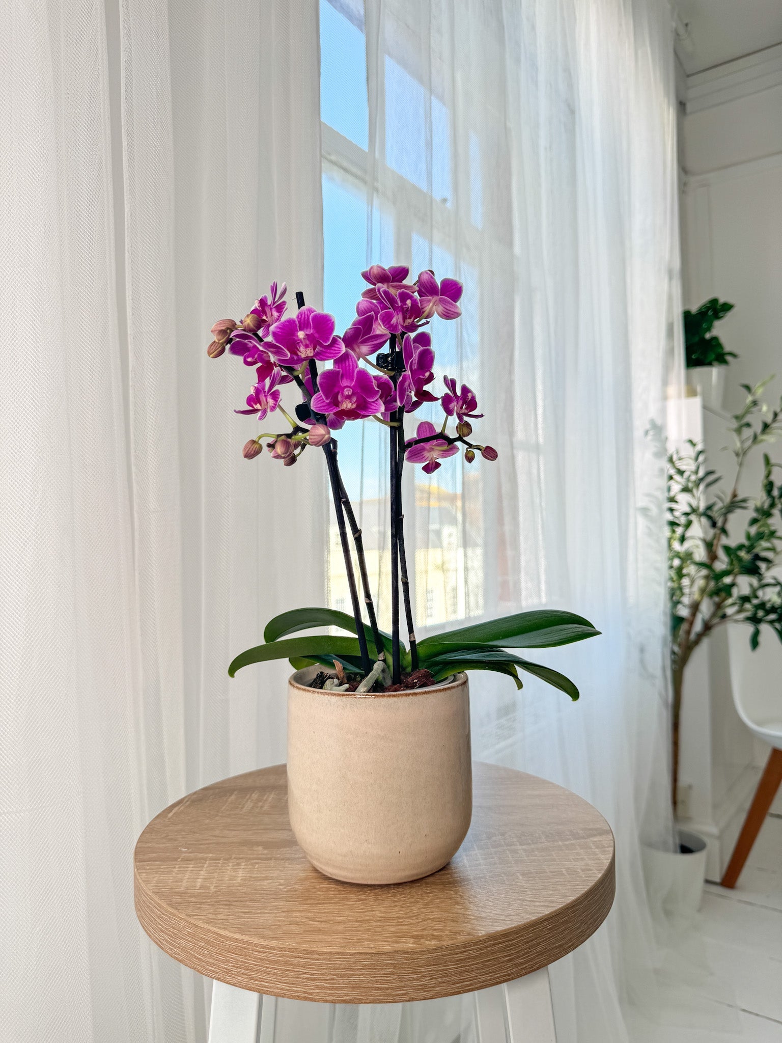 The Collectors: Puebla - Love Orchids