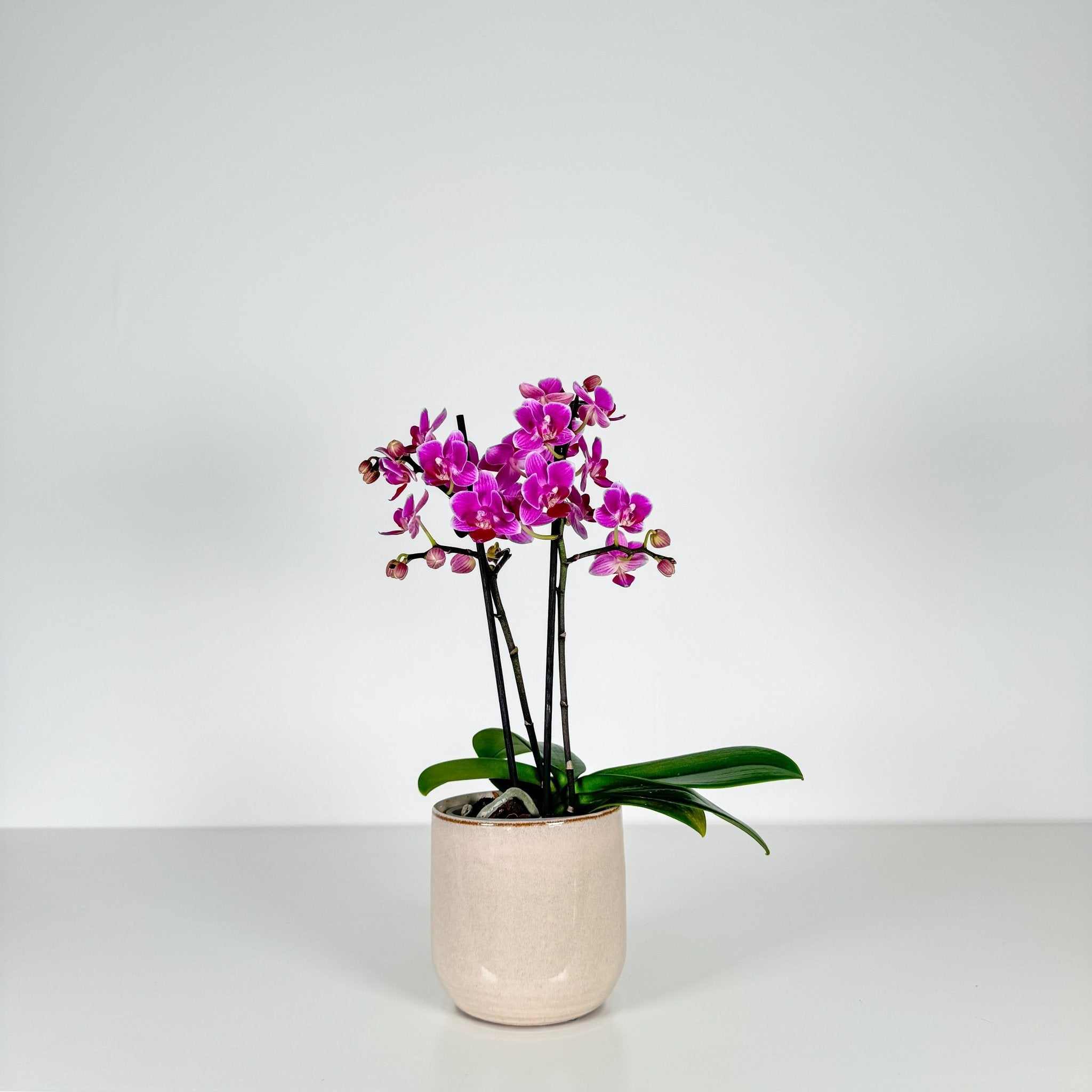 The Collectors: Puebla - Love Orchids