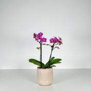 The Collectors: Puebla - Love Orchids