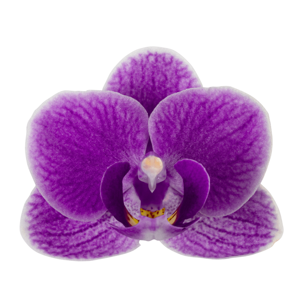 The Collectors: Violet Queen - Love Orchids