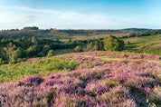 The Noble Bee - Beeswax Candle 'New Forest Heather' - Love Orchids