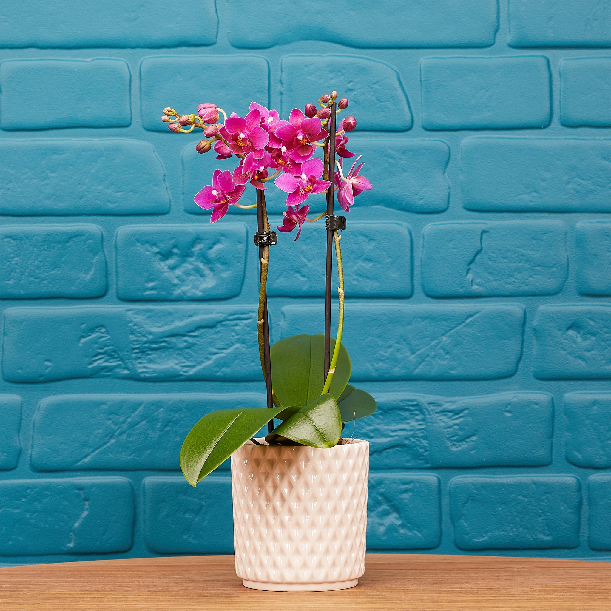 Ashurst: Mini Orchid Ceramic - Love Orchids