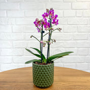 Ashurst: Mini Orchid Ceramic - Love Orchids