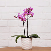 Ashurst: Mini Orchid Ceramic - Love Orchids