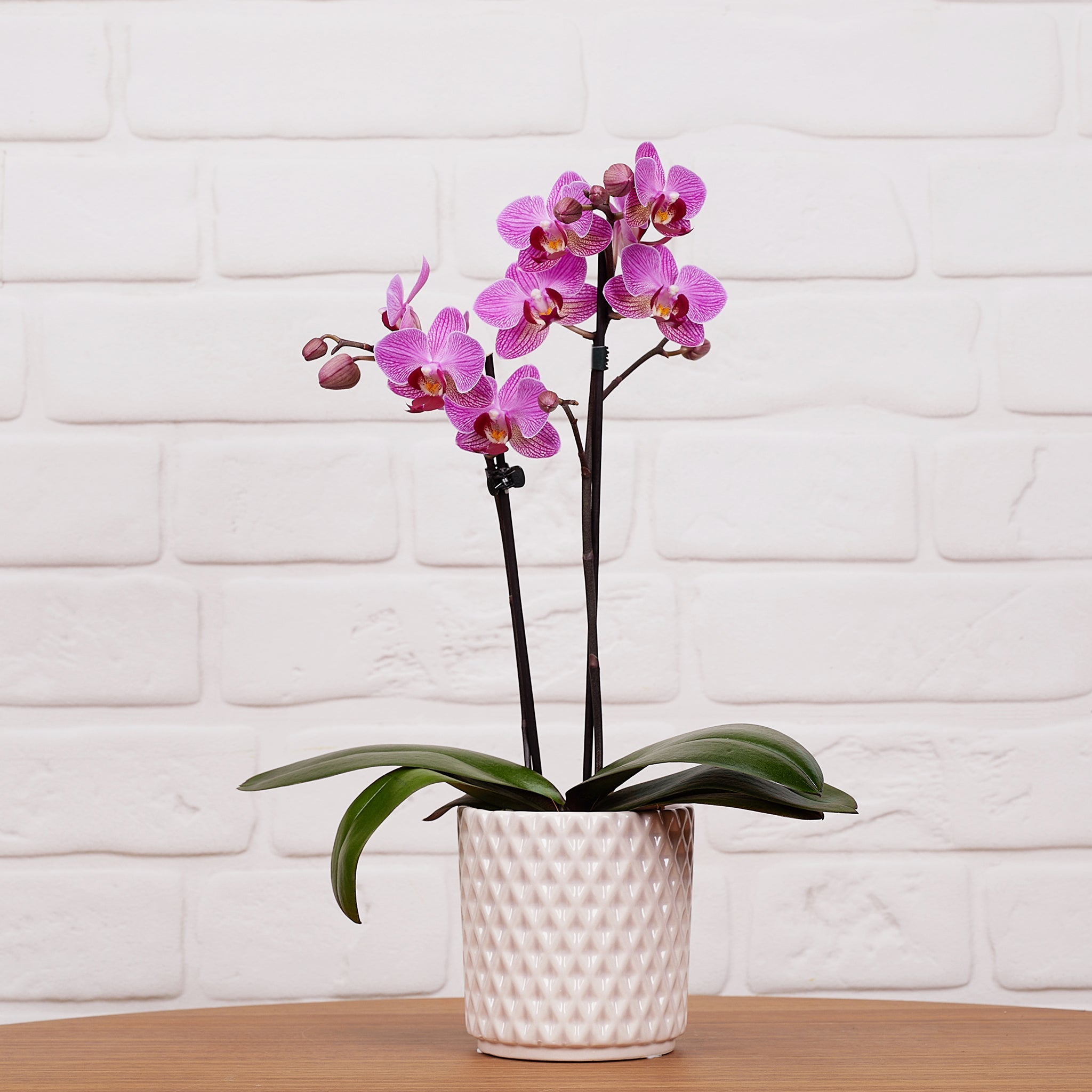 Ashurst: Mini Orchid Ceramic - Love Orchids