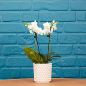 Ashurst: Mini Orchid Ceramic - Love Orchids