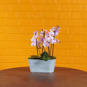 Beaulieu: Orchid Planter - Love Orchids