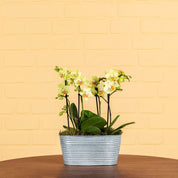 Beaulieu: Orchid Planter - Love Orchids