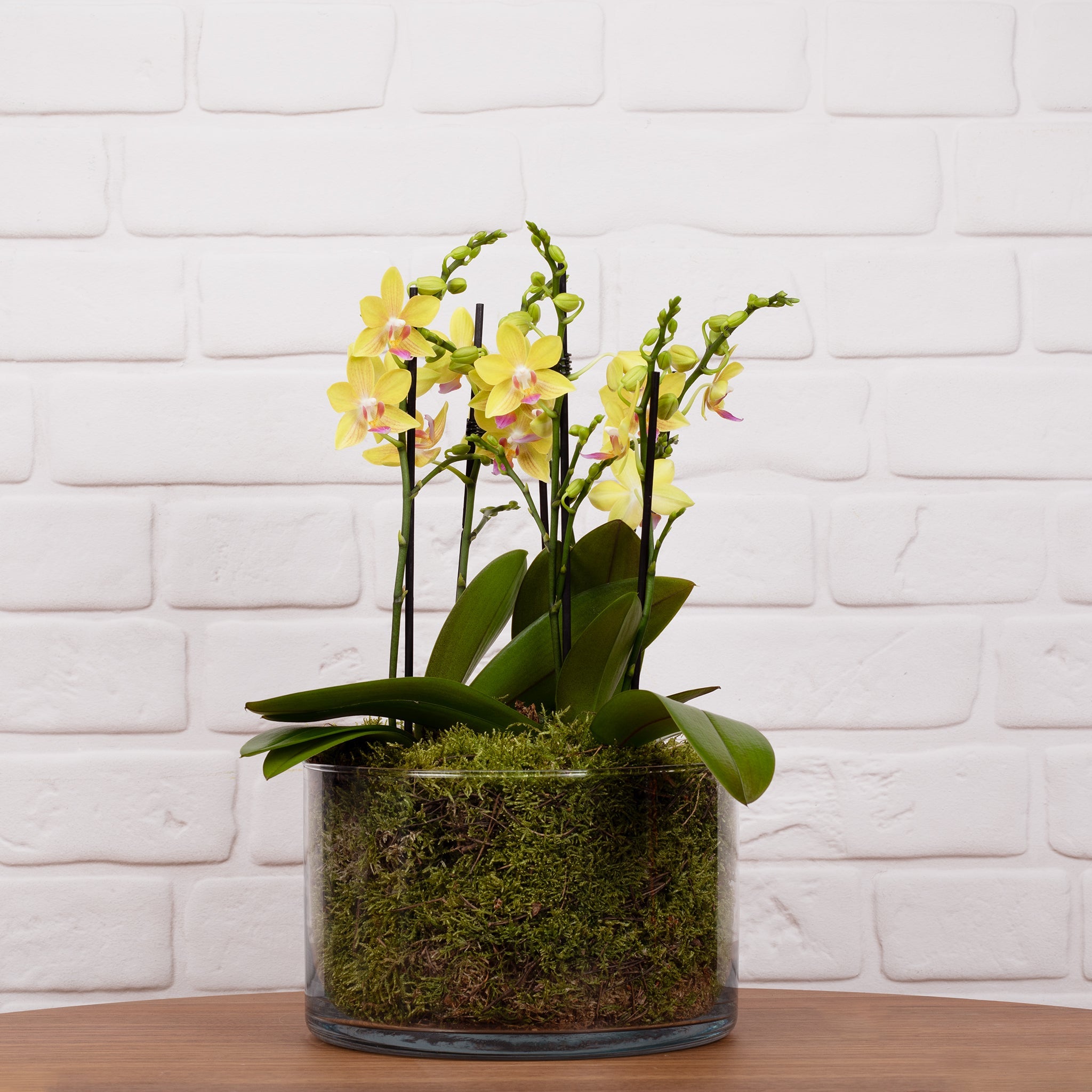 Blissford: Deluxe Orchid Centrepiece - Love Orchids