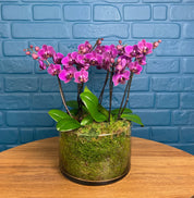 Blissford: Deluxe Orchid Centrepiece - Love Orchids