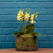 Blissford: Deluxe Orchid Centrepiece - Love Orchids