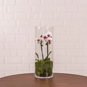 Burley: Mini Orchid in Glass Vase - Love Orchids