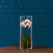 Burley: Mini Orchid in Glass Vase - Love Orchids