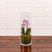 Burley: Mini Orchid in Glass Vase - Love Orchids