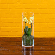 Burley: Mini Orchid in Glass Vase - Love Orchids