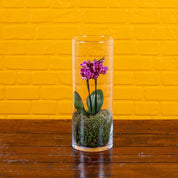 Burley: Mini Orchid in Glass Vase - Love Orchids