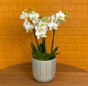 Hale: Orchid Vase - Love Orchids