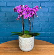 Hale: Orchid Vase - Love Orchids