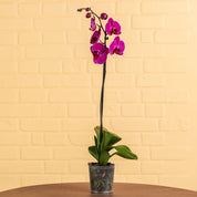 Large Orchids (Single Stem) - Love Orchids