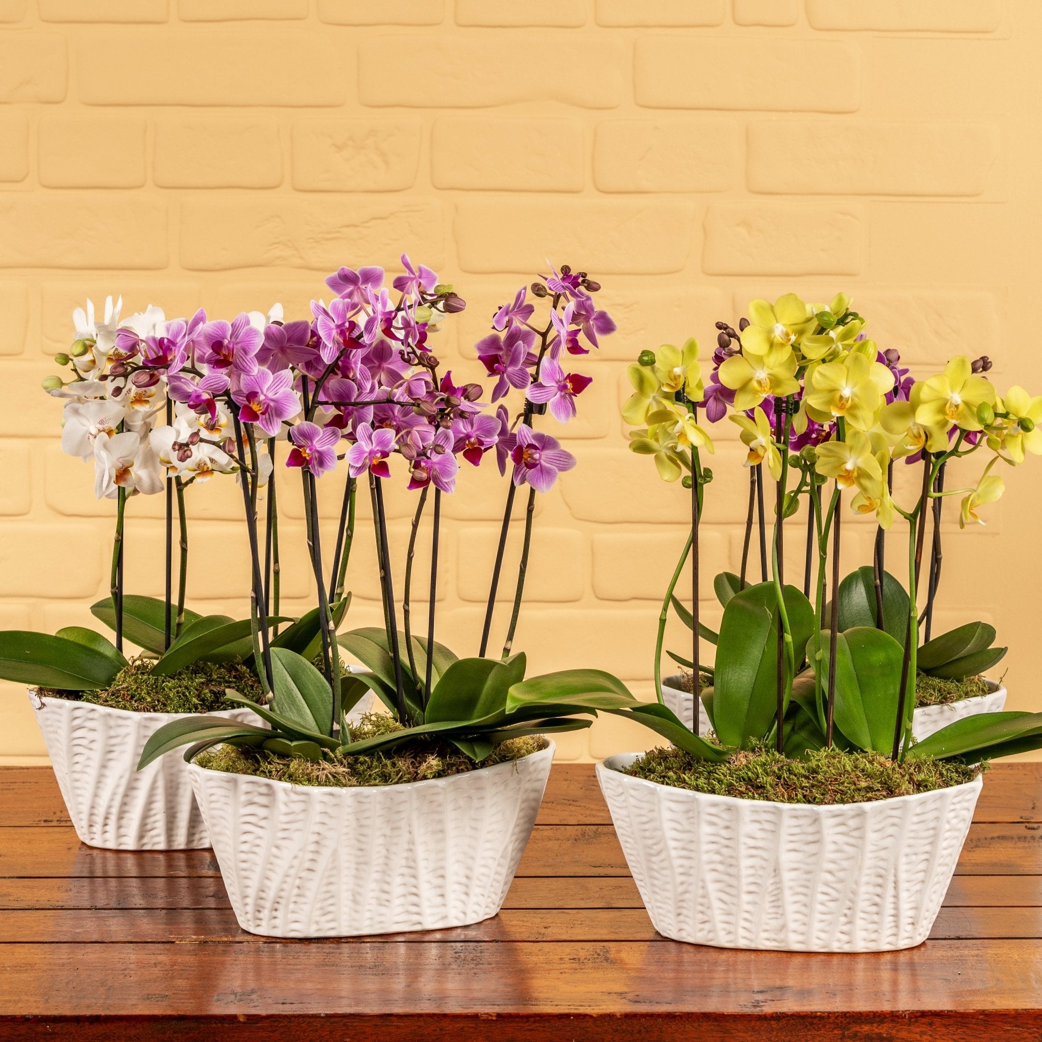 Linwood: Orchid Planter - Love Orchids