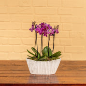 Linwood: Orchid Planter - Love Orchids