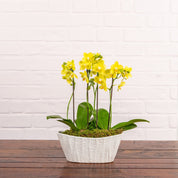 Linwood: Orchid Planter - Love Orchids