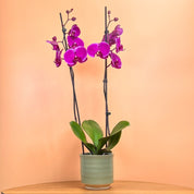 Sway: Large Orchid in Ceramic - Love Orchids