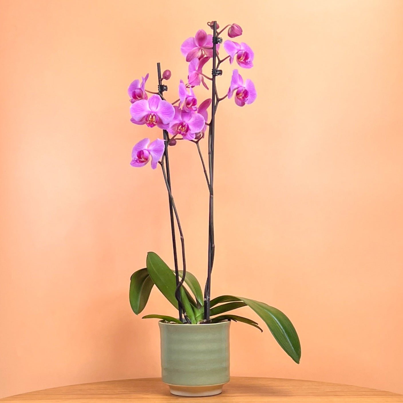 Sway: Large Orchid in Ceramic - Love Orchids